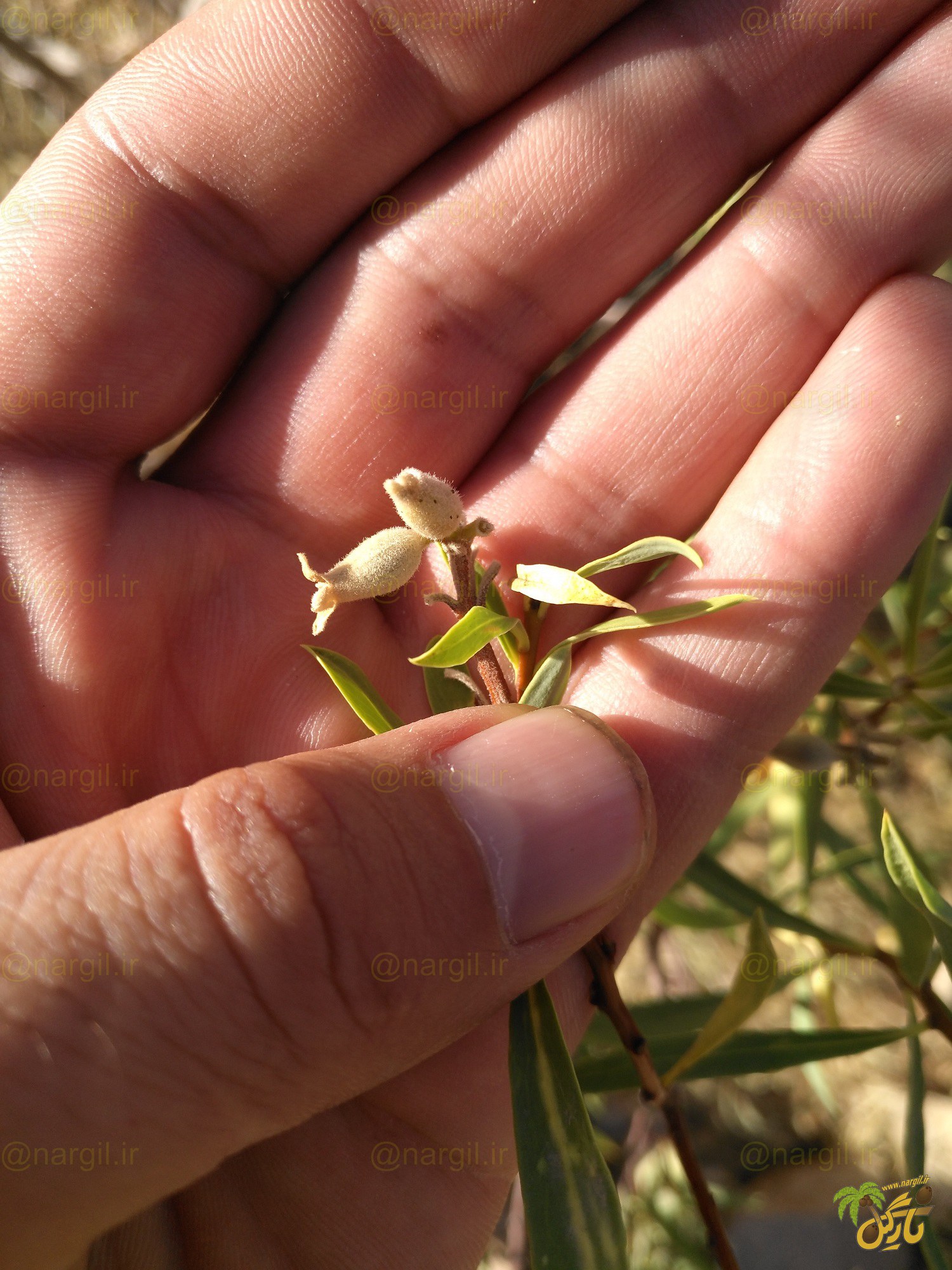 برگ بو زاگرسی